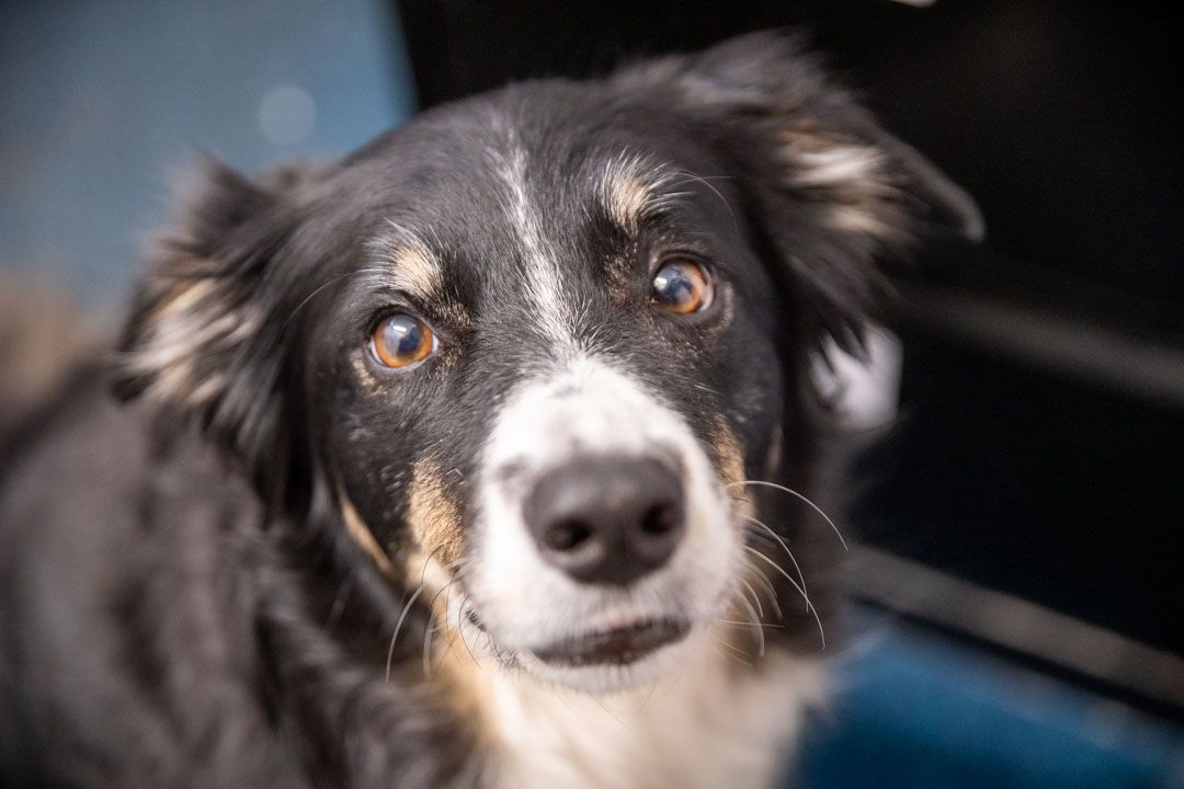 Collie image