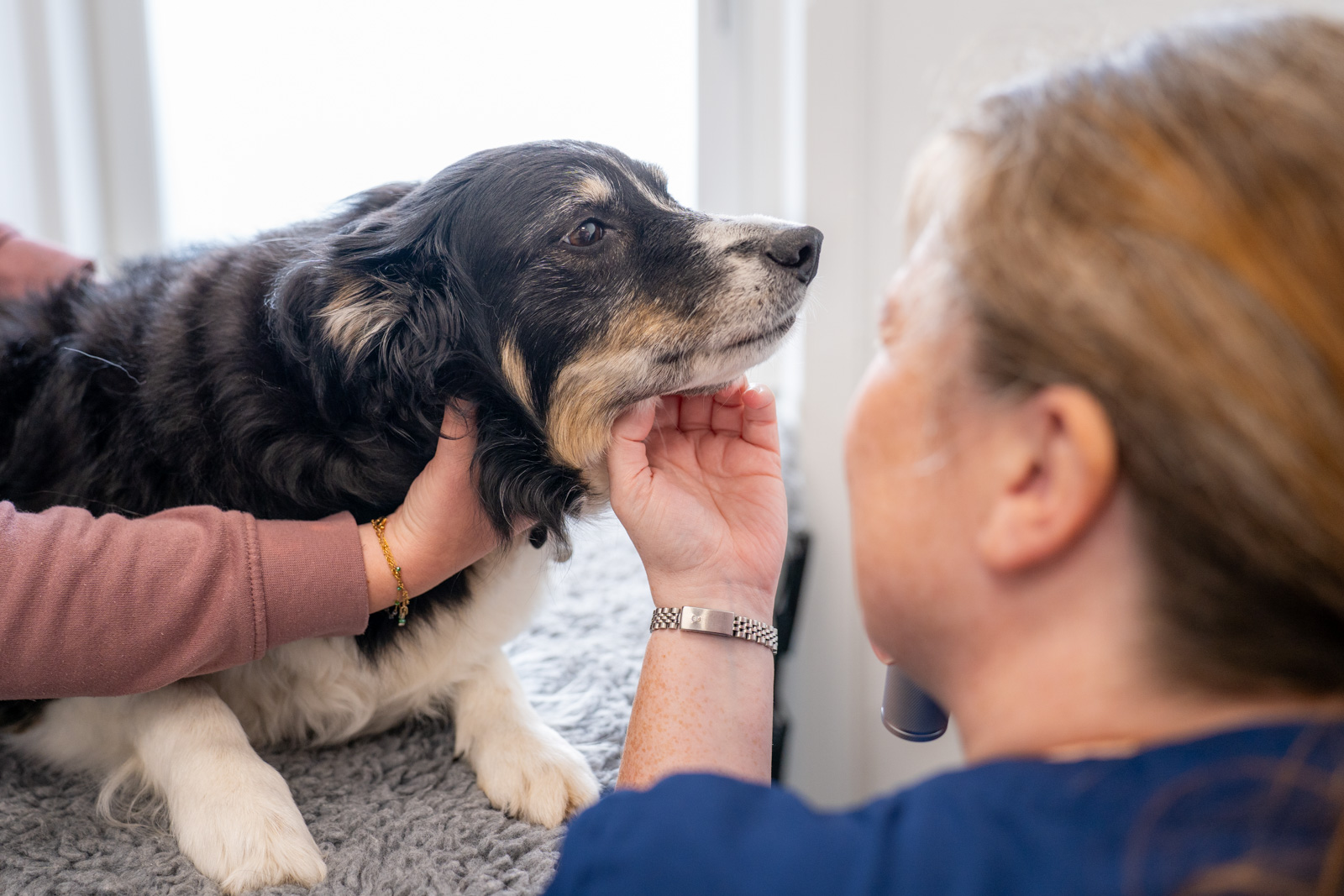 Collier and Brock Veterinary Surgeons (Web) 045