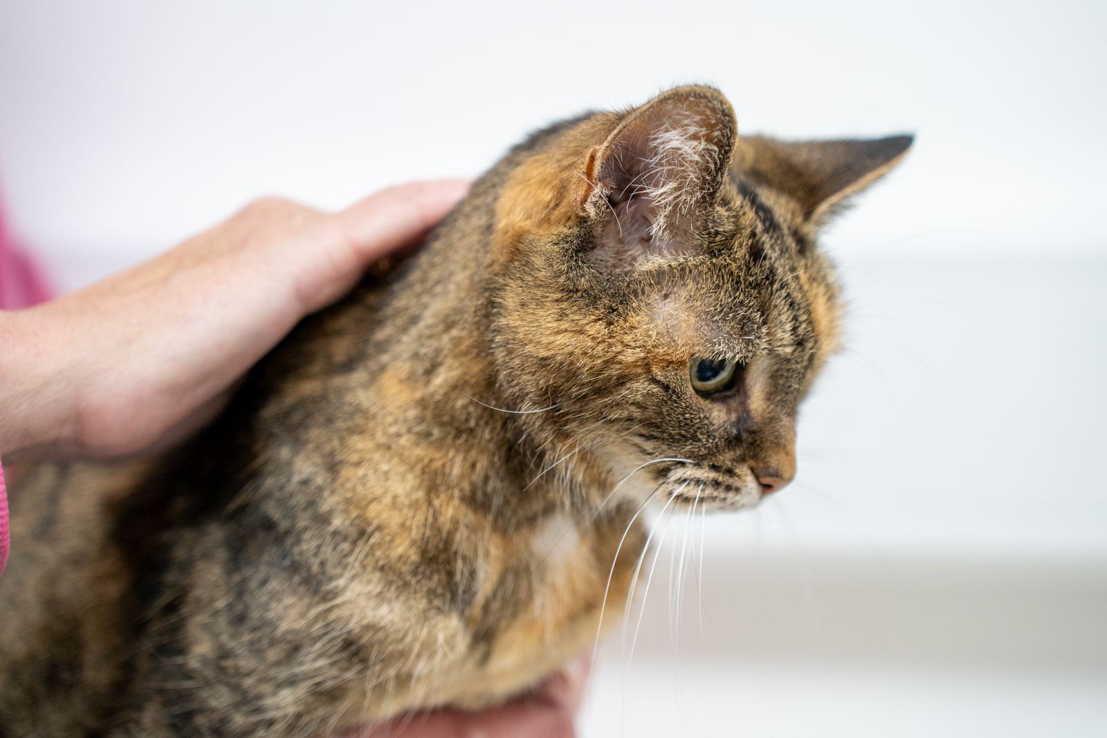 Collier and Brock Veterinary Surgeons (Web) 073