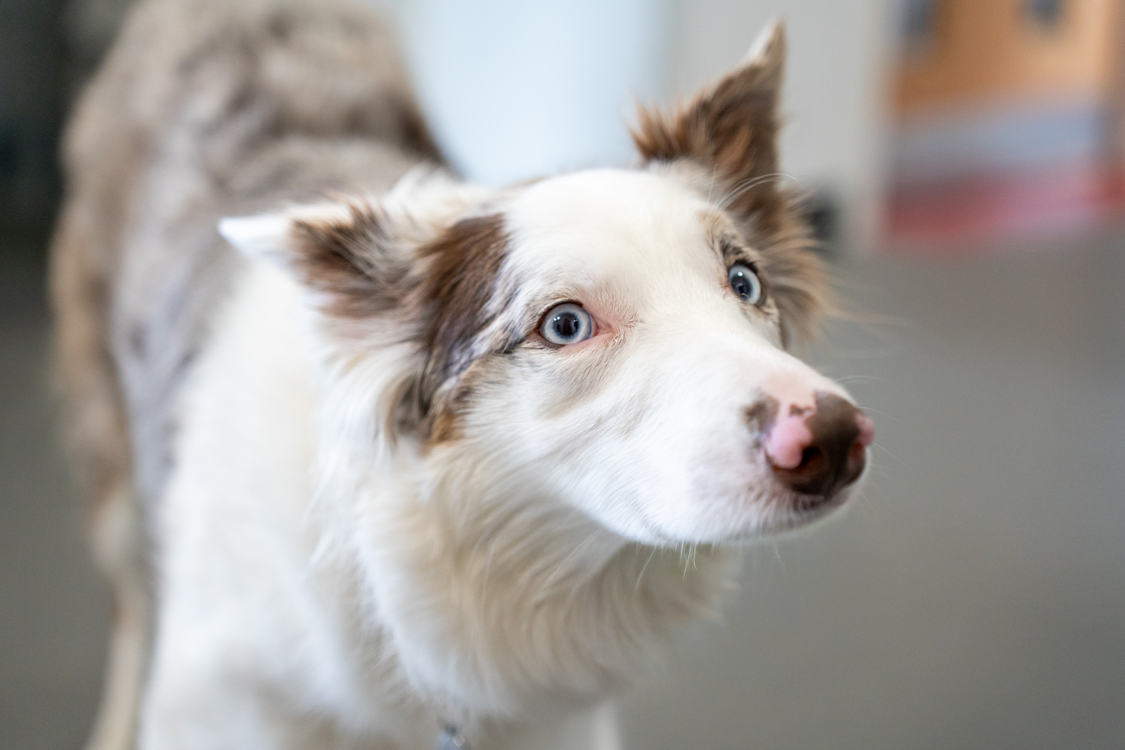 Collier and Brock Veterinary Surgeons (Web) 097